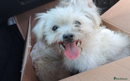 Bichon Frise dogs for adoption: KETHO - a superb, little boy, for a Loving Home - Image 16
