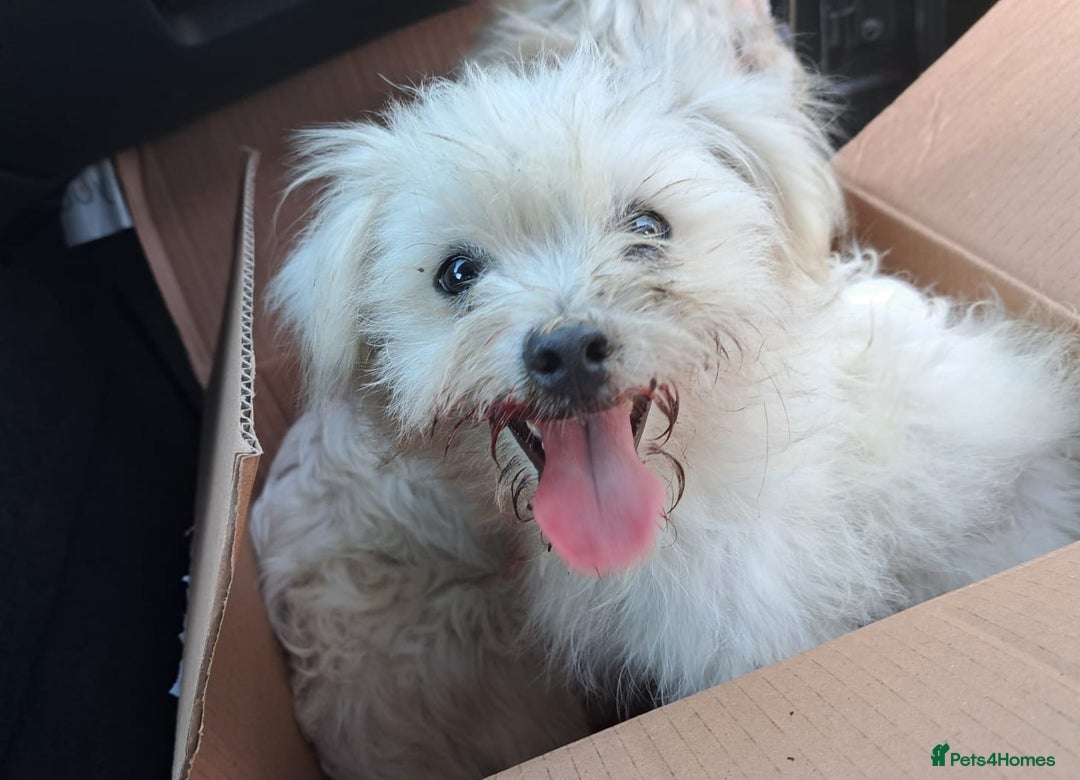 Bichon Frise dogs for adoption: KETHO - a superb, little boy, for a Loving Home - Image 16