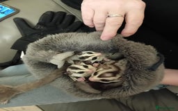 Sugar Glider rodents for sale: Male and female whiteface x £200 each. - Image 3