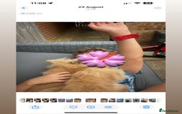 Lionhead rabbits for sale: Bunny & Hunny - Image 4