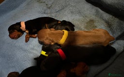 Cocker Spaniel dogs for sale: 🐾 Adorable Cocker Spaniel Puppies - Ready Soon!🐾 - Advert 17