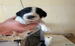 Cocker Spaniel dogs for sale: Working Cocker Spaniel Puppies  - Image 16