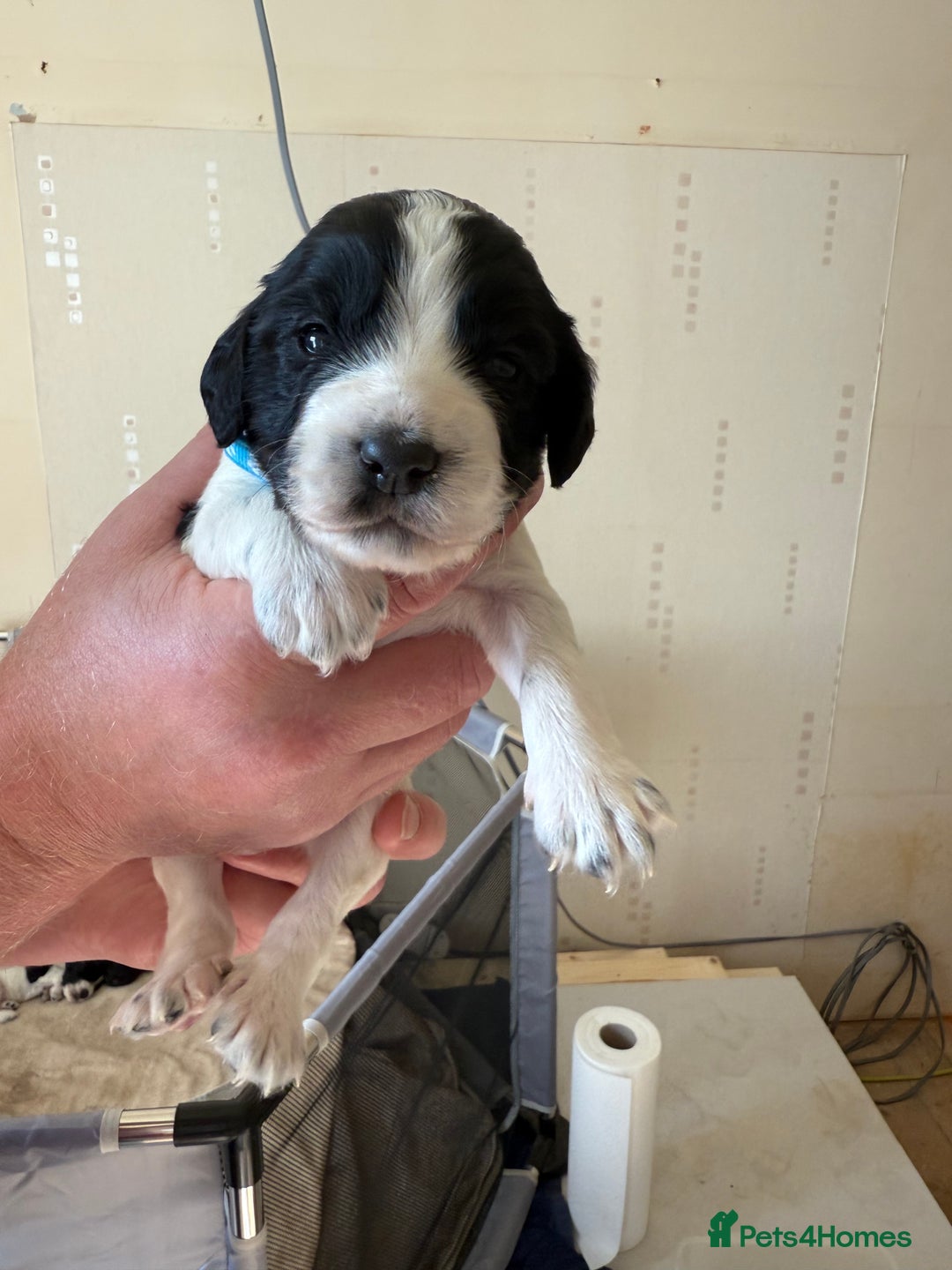 Cocker Spaniel dogs for sale: Working Cocker Spaniel Puppies  - Image 16