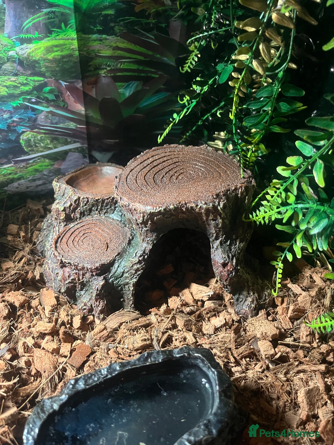 Python Snake reptiles for sale: Very sweet ball python and tank and unit  - Advert 9