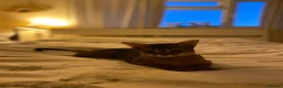 Mixed Breed cats for sale: Beautiful Home Raised Abyssinian Mix Kittens - Advert 3