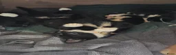 Mixed Breed cats for sale: 2 male kittens, 1 x B&W, 1 x Pure Black - Advert 2