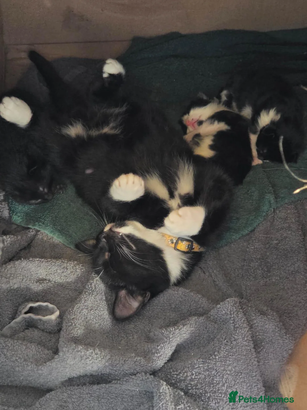Mixed Breed cats for sale: 2 male kittens, 1 x B&W, 1 x Pure Black - Advert 2