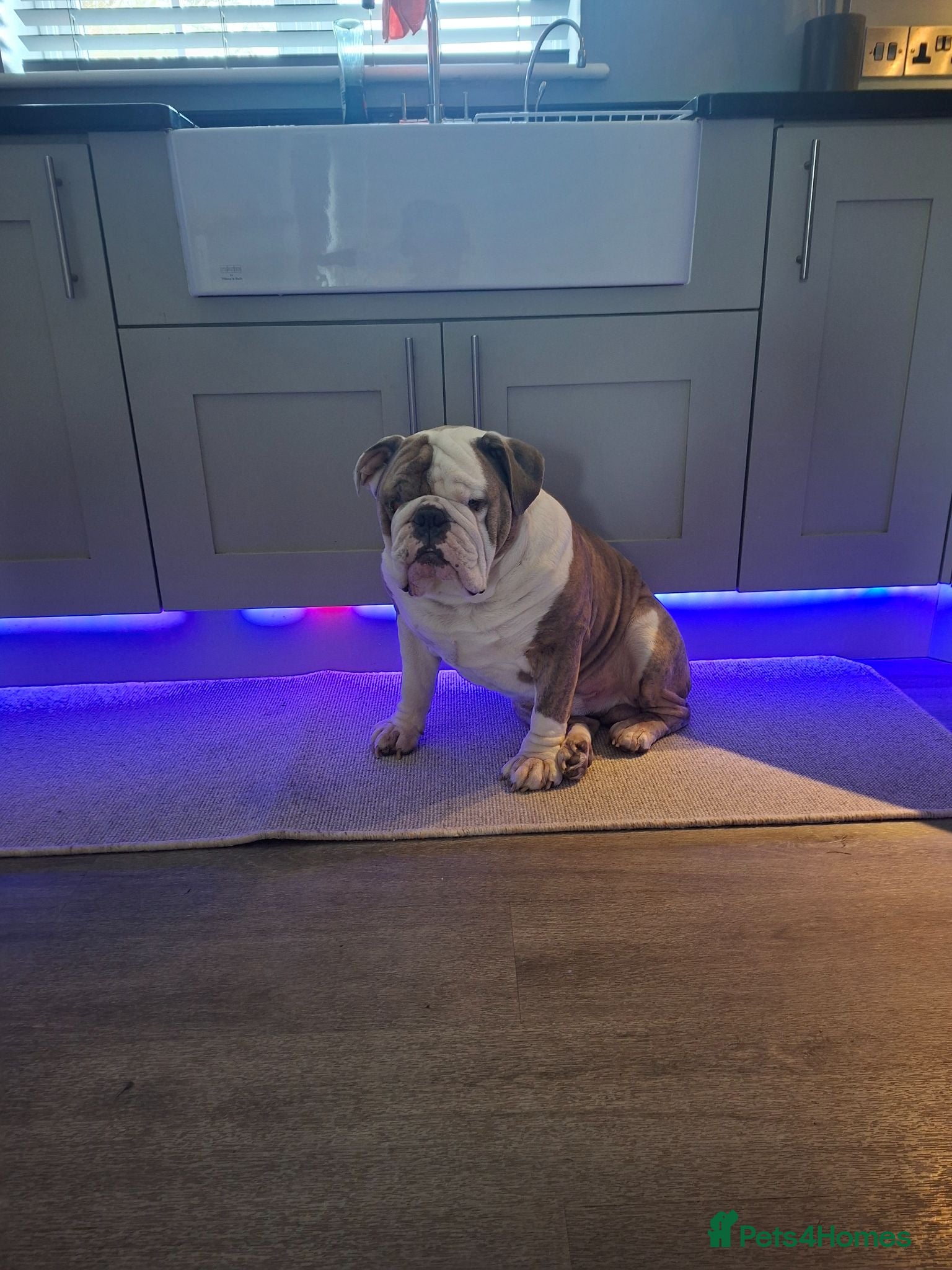 English Bulldog dogs British bulldog stud - Advert 2