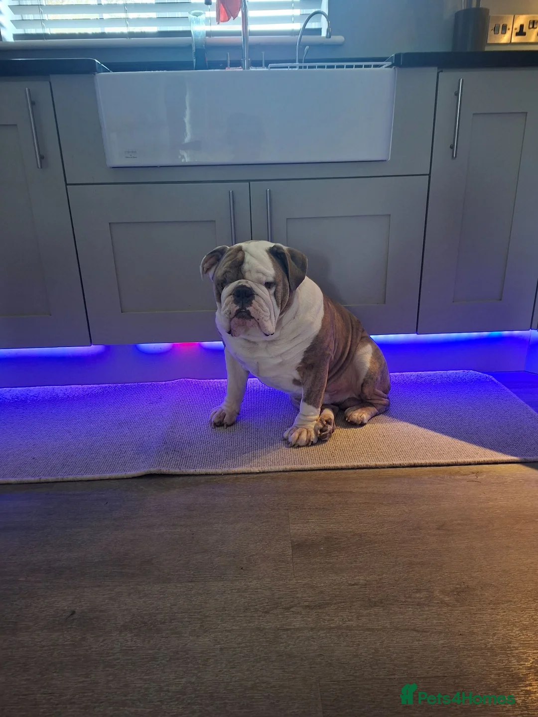 English Bulldog dogs for stud: British bulldog stud - Advert 1