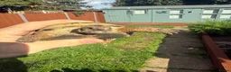 Hermann Tortoise reptiles for sale: 3 year old Horsfield Tortoises - Advert 4