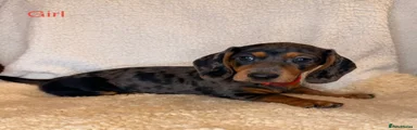 Dachshund 6
