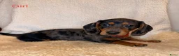 Dachshund dogs for sale: Beautiful Dachshund Puppies  - Advert 6
