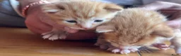 American Shorthair cats for sale: 5 beautiful kittens available  - Advert 14