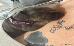 French Bulldog dogs for sale: 7 beautiful French bulldog puppies  - Image 3