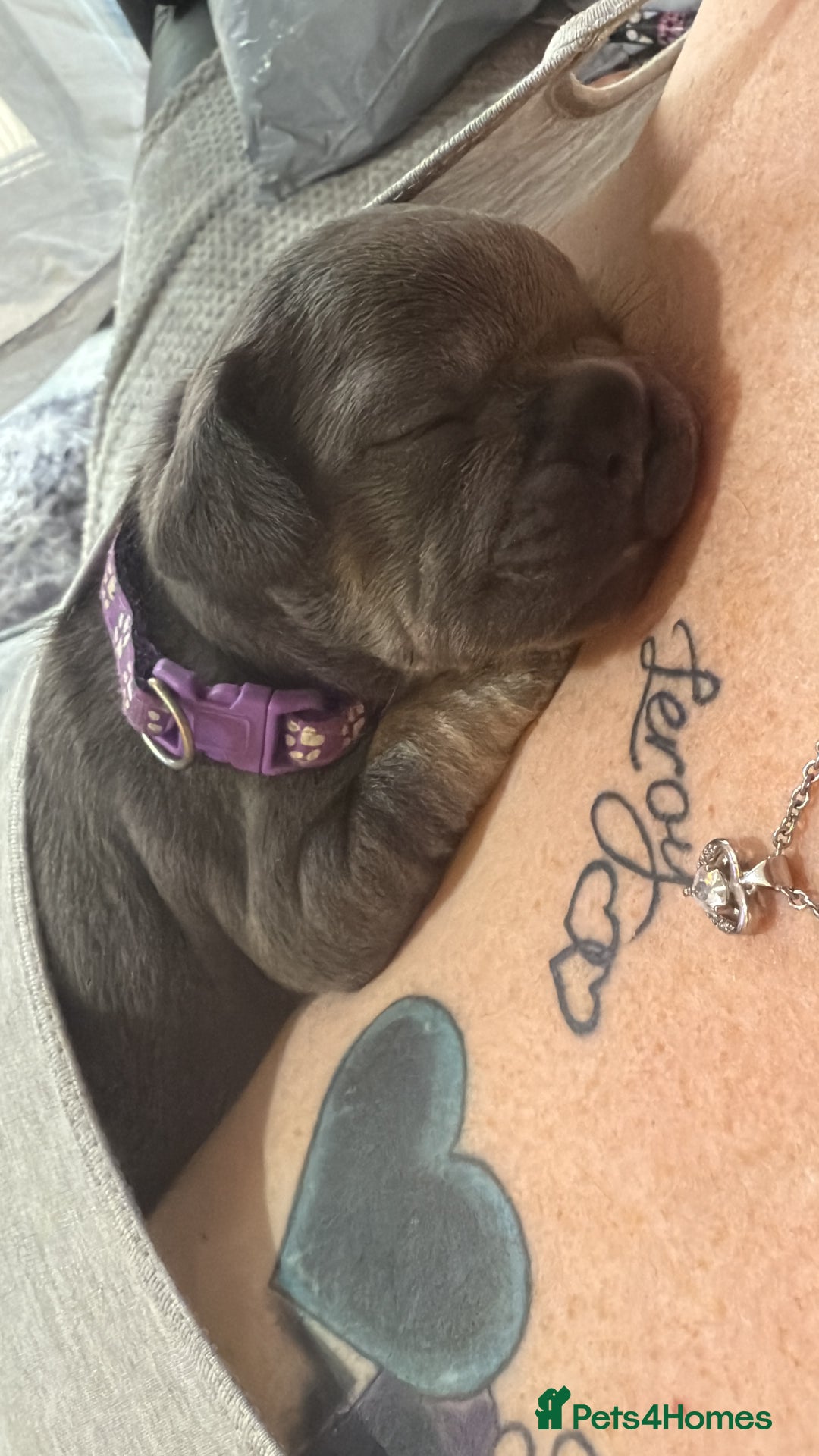 French Bulldog dogs for sale: 7 beautiful French bulldog puppies  - Image 3