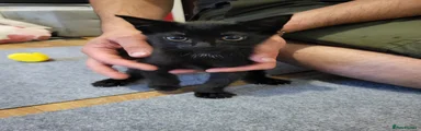 Mixed Breed 3