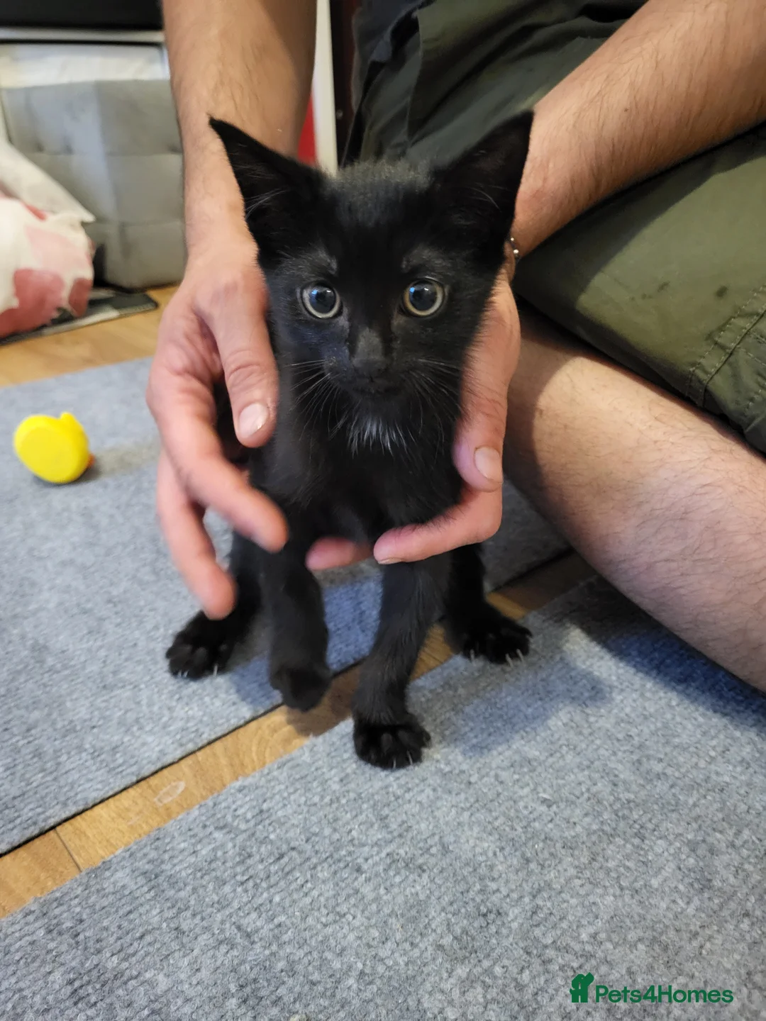 Mixed Breed cats for sale: 4 female and 1 boy  in Stockport - Advert 6