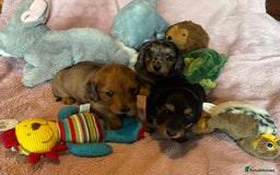 Dachshund dogs for sale: KC reg PRA clear gorgeous puppies - Image 5