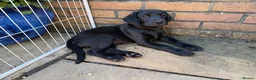 Labrador Retriever dogs for sale: Labrador puppies  - Advert 12