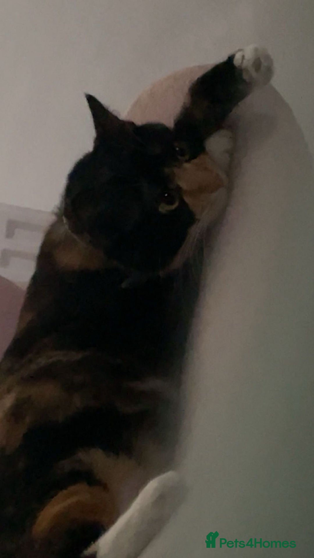 Mixed Breed cats for sale: Lovely cat for rehoming - Advert 5