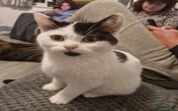 Selkirk Rex cats for sale: Tica reg  pedigree selkirk rex kittens ready now  - Advert 2