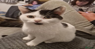 Selkirk Rex cats Tica registered pedigree selkirk rex kittens - Advert 10