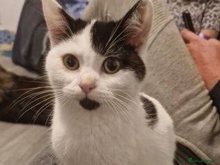 Selkirk Rex cats Tica registered pedigree selkirk rex kittens - Advert 3