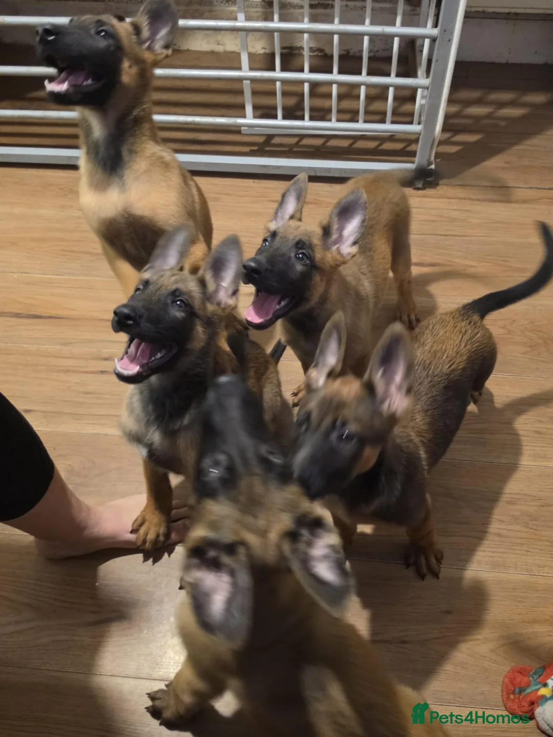 Belgian Shepherd Dog dogs for sale: Belgian Malinois Puppies for Sale- 11 weeks old - Advert 1
