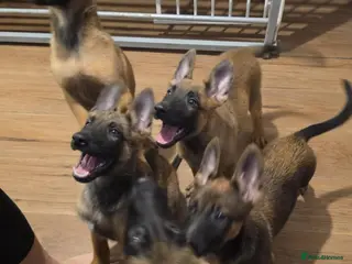 Belgian Shepherd Dog dogs Belgian Malinois Puppies for Sale- 11 weeks old - Advert 2
