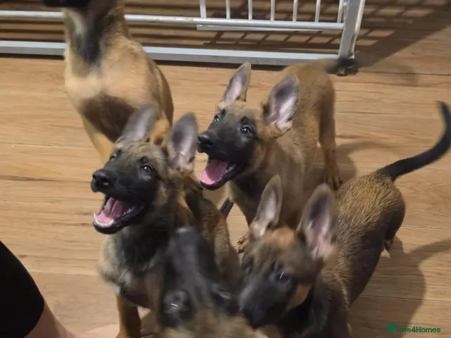 Belgian Shepherd Dog dogs Belgian Malinois Puppies for Sale- 11 weeks old - Advert 21