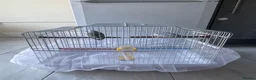 Parrots birds for sale: 2 Male Parrotlets for Sale – £380 in Hayes - Advert 16
