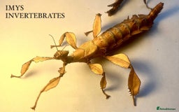 Stick Insects invertebrates for sale: X2 GIANT MACLEAYS SPECTRE HAPPY TO SHIP - Image 1