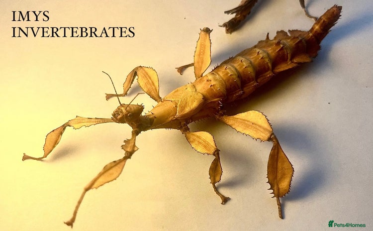 Stick Insects invertebrates - Advert 1