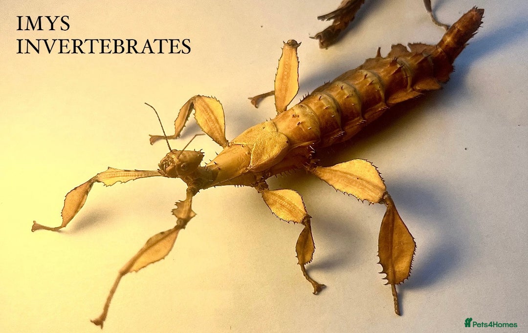 Stick Insects invertebrates for sale: X2 GIANT MACLEAYS SPECTRE HAPPY TO SHIP - Image 1