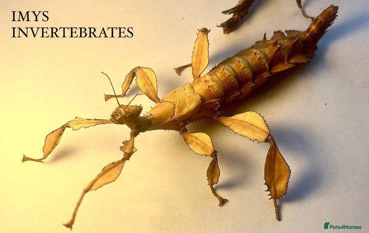 Stick Insects invertebrates - Advert 1