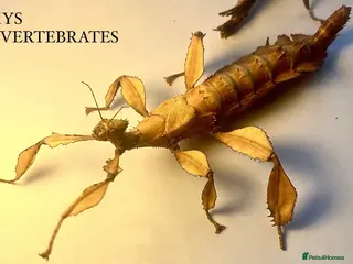 Stick Insects invertebrates X2 GIANT MACLEAYS SPECTRE HAPPY TO SHIP - Advert 5