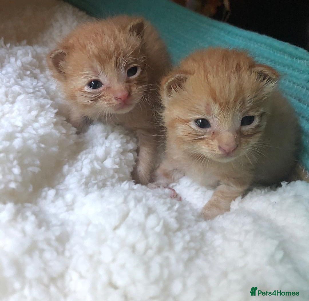 Mixed Breed cats Ginger babies for rehoming  - Advert 1