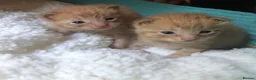 Mixed Breed cats for sale: Ginger babies for rehoming  in Peterborough - Advert 1