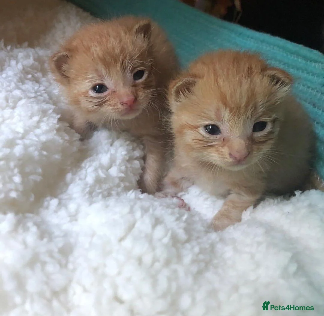 Mixed Breed cats for sale: Ginger babies for rehoming  in Peterborough - Advert 1