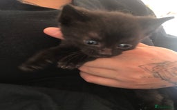 Mixed Breed cats for sale: Fluffy female kittens!  - Image 1