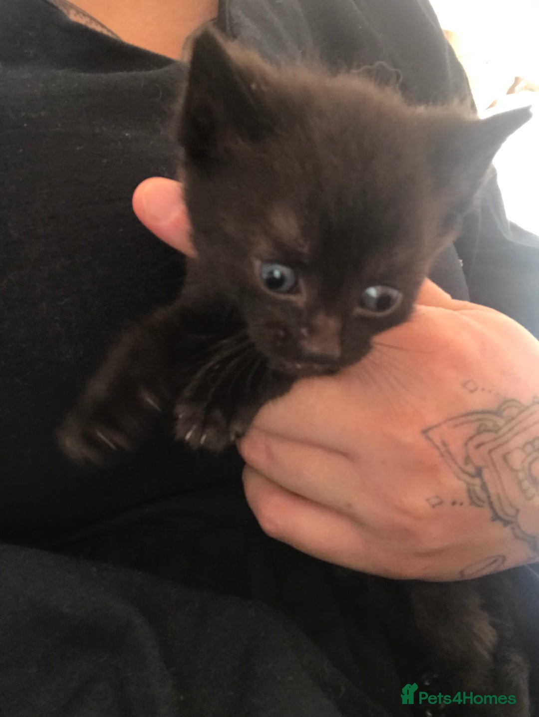 Mixed Breed cats for sale: Fluffy female kittens!  - Image 1
