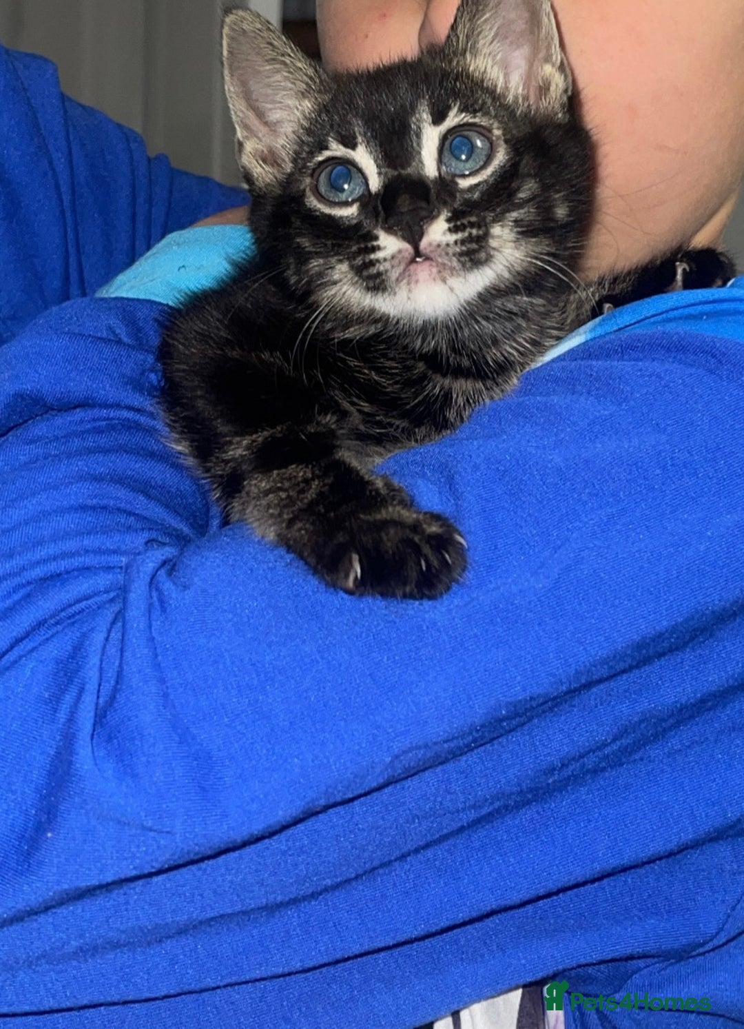 Mixed Breed cats for sale: Rare black blue eye bengal kittens - Advert 11