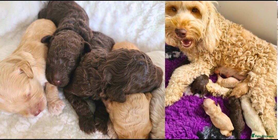 Cockapoo dogs for sale: F1b Cockapoos. Boys & Girls. DNA HEALTH TESTED - Image 2