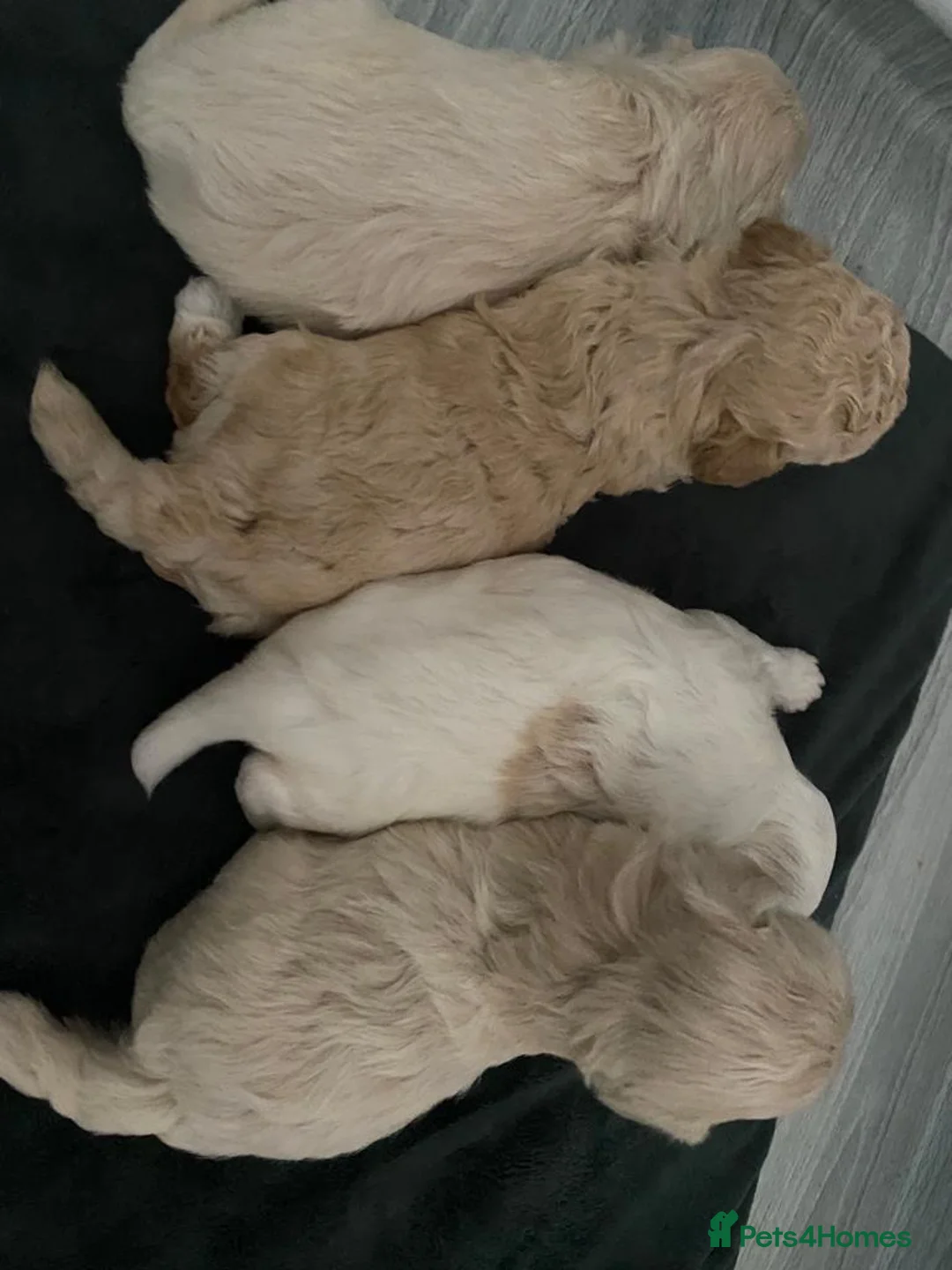 Maltipoo dogs for stud: Maltipoo Stud in Trowbridge - Advert 13