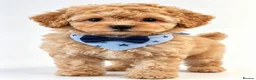 Toy Poodle dogs for sale:  Beautiful Toy Poodle Puppies  - Advert 12
