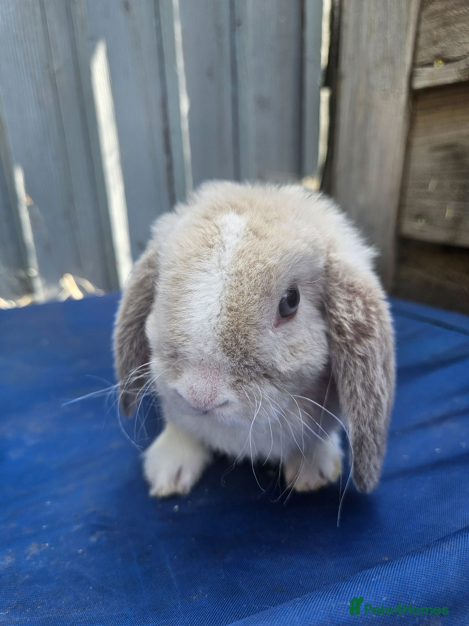 Mini Lop rabbits Purebred Mini Plush Lops- Suffolk - Advert 2