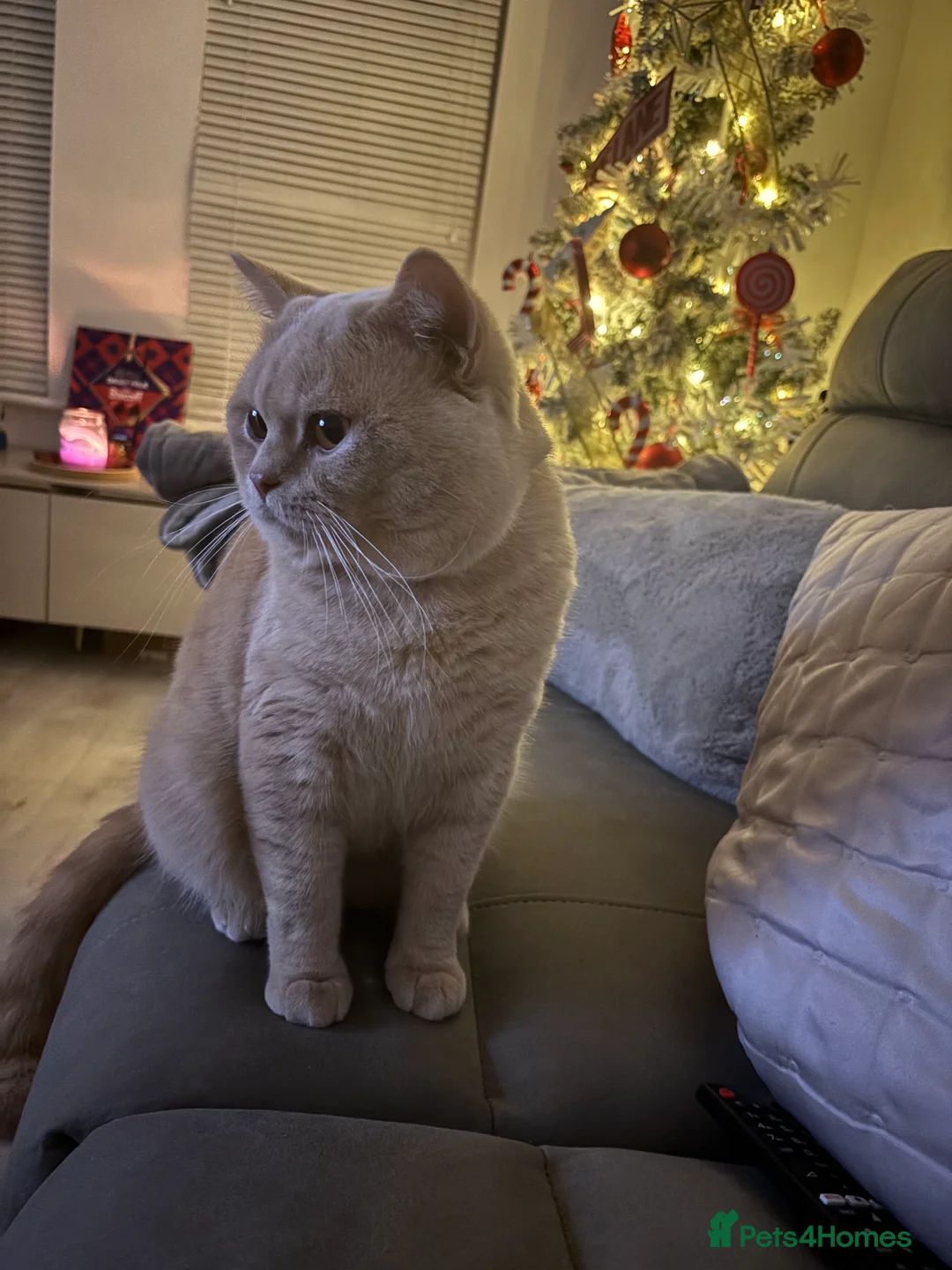 British Shorthair cats for stud: Cream Active GCCF Stud with Championship status  - Advert 7