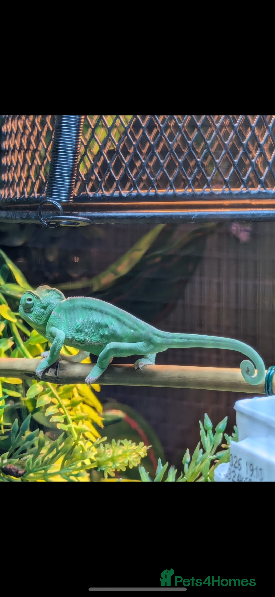 Chameleon reptiles for sale: Female veiled chameleon 1 year old - Image 2
