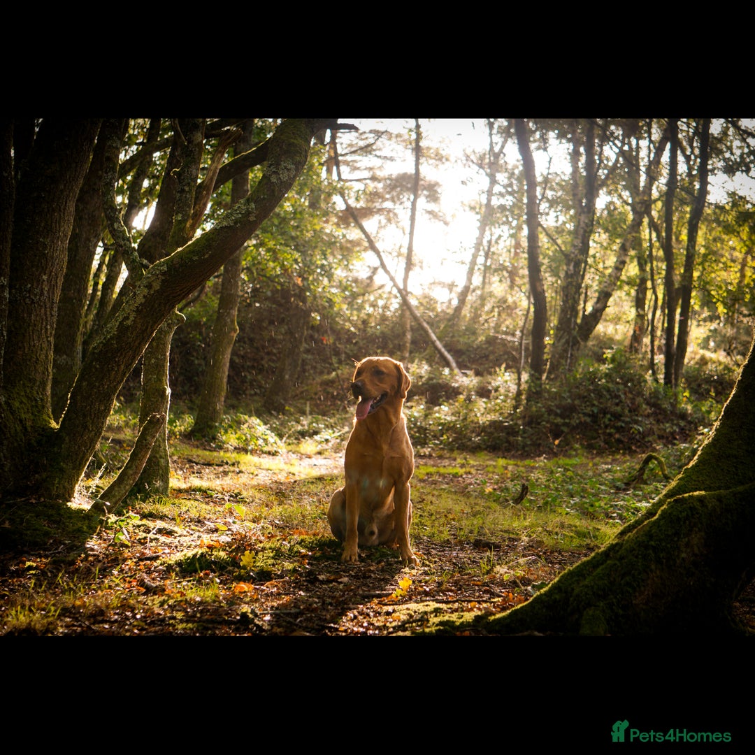 Labrador Retriever dogs for stud: FOX RED Health Tested KC Labrador Retriever - Advert 6