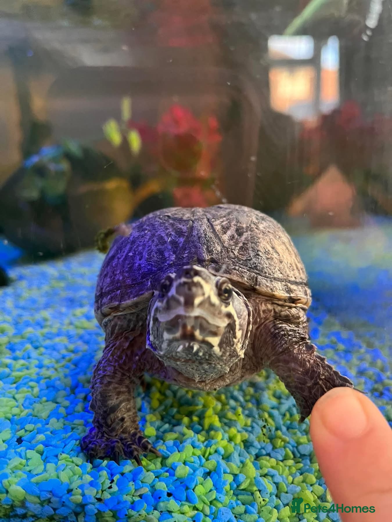 Turtle reptiles Tiny the turtle seeking new home - Advert 2